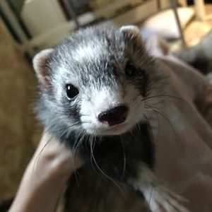 Meet your Posher, Molly